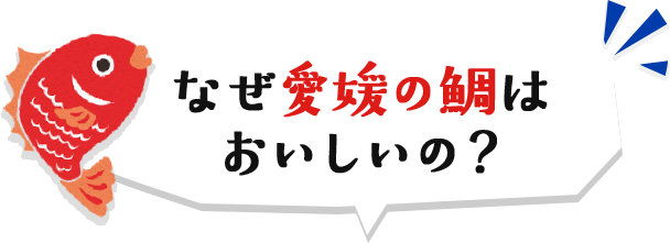 なぜ愛媛の鯛はおいしいの?