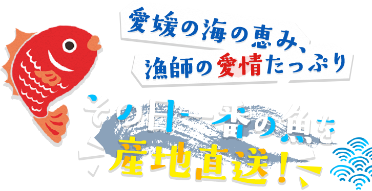 愛媛の海の恵み、 漁師の愛情たっぷり
